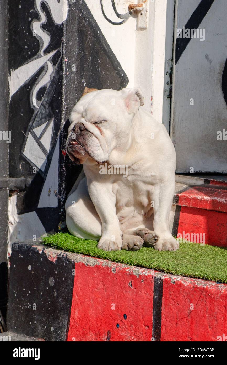 Sleepy British Bulldog taking a nap in the sun on a step Stock Photo
