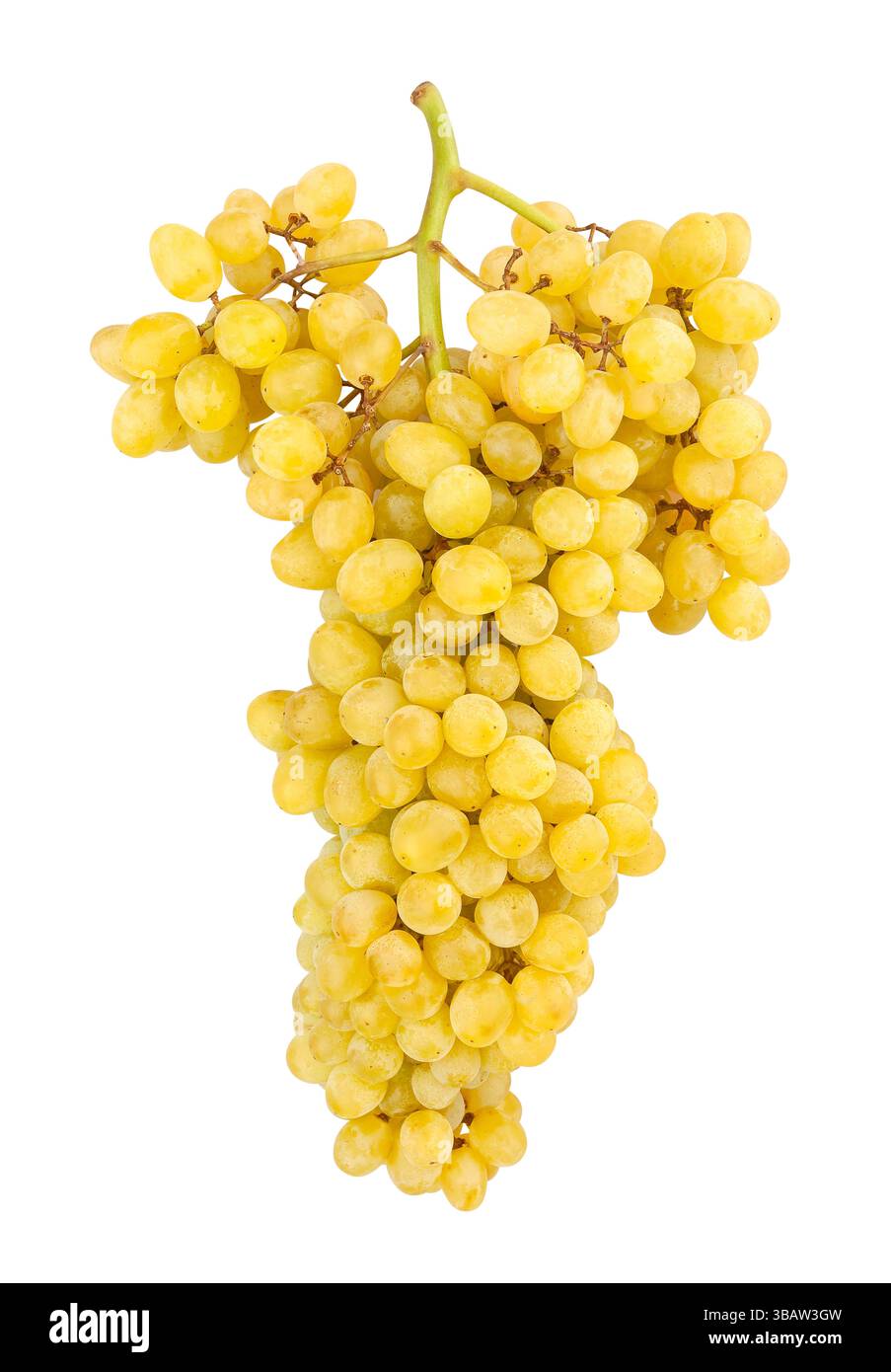 sultana seedless grape path isolated on white Stock Photo