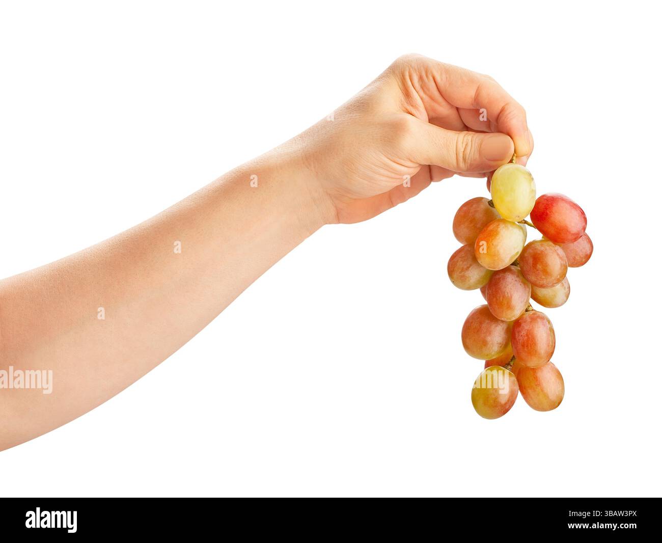 red grape in hand path isolated on white Stock Photo