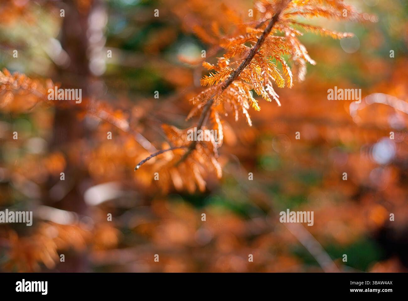 Backlit leaves showing seasonal hi-res stock photography and images - Alamy