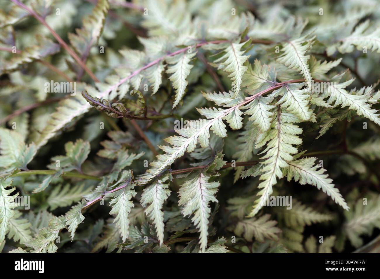 Anisocampium niponicum hi-res stock photography and images - Alamy