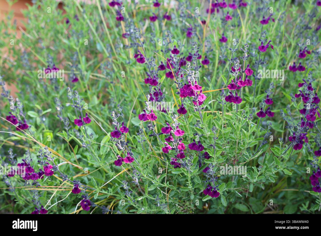 A sage plant with mauve flowers Stock Photo