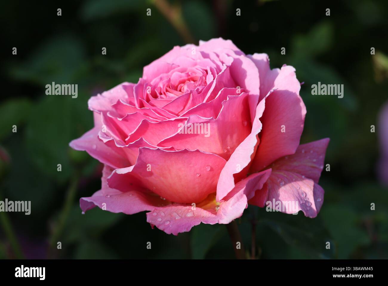 A China rose bloom in the early morning with petals still showing overnight rain Stock Photo
