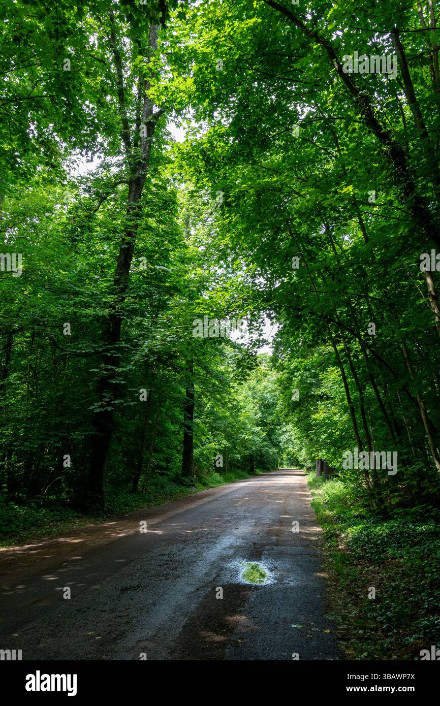 View of a forest path in the Bois de Vincennes. The Bois de Vincennes is a wooded public park located in the 12th arrondissement of Paris, France Stock Photo
