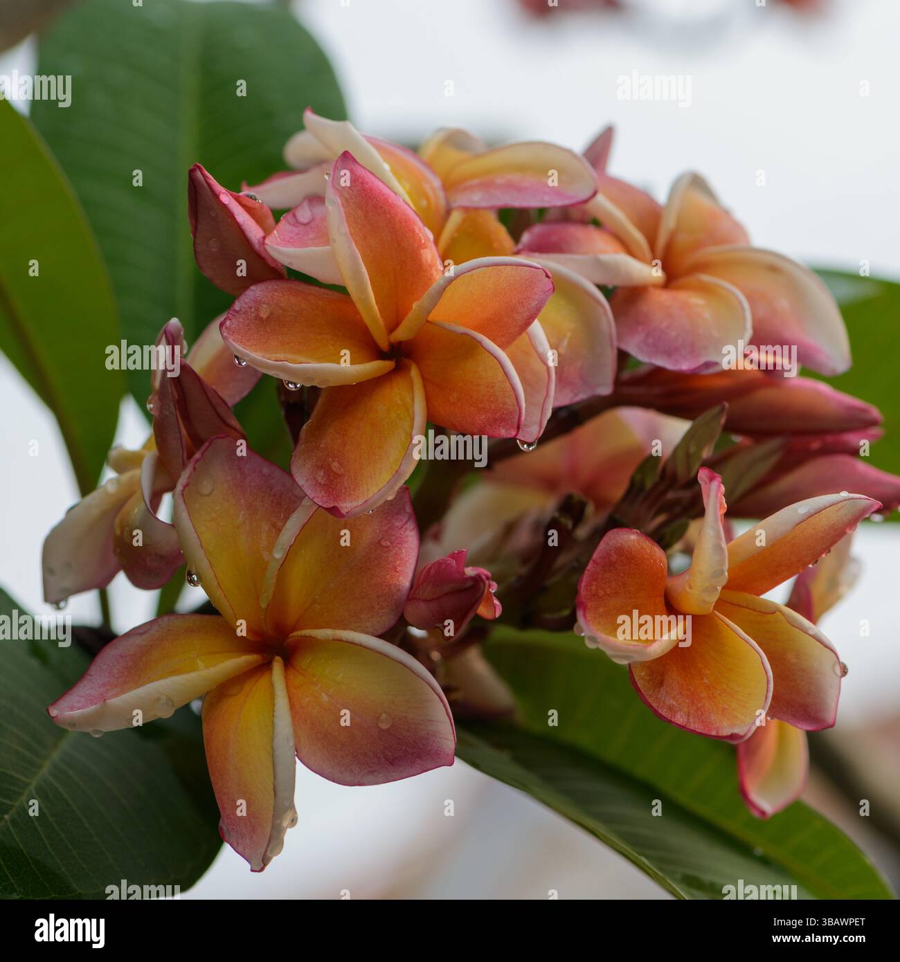 Graines De Frangipanier (Plumeria) 'Mai Thai' - Lot De 5 Graines Fraîches - 13