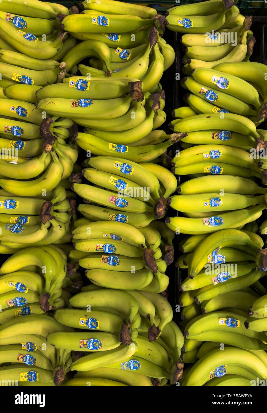 Bunches Of Chiquita Bananas For Sale In A Produce Department Of A