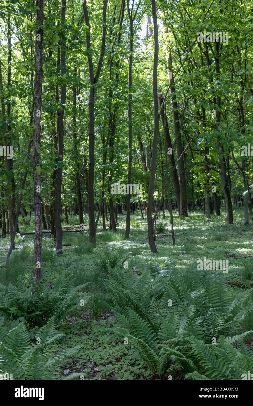 Sunlit spring forest understory hi-res stock photography and images - Alamy
