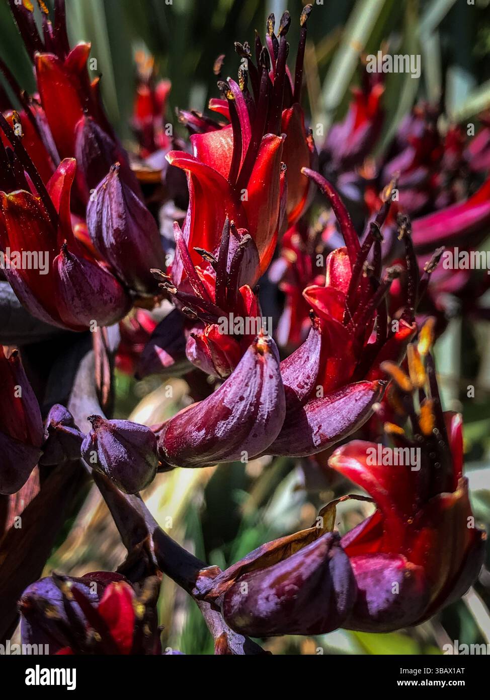 Harakeke hi-res stock photography and images - Alamy