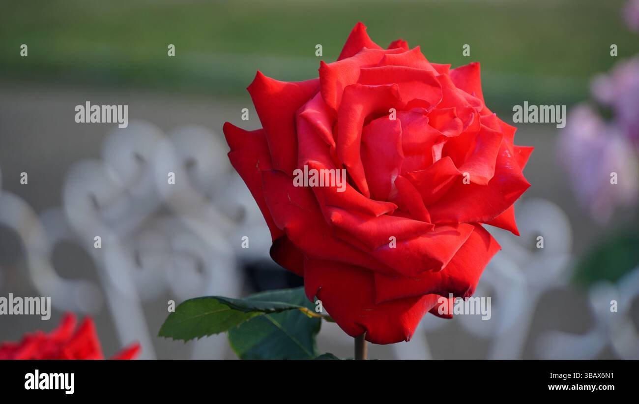 Rose display garden hi-res stock photography and images - Alamy