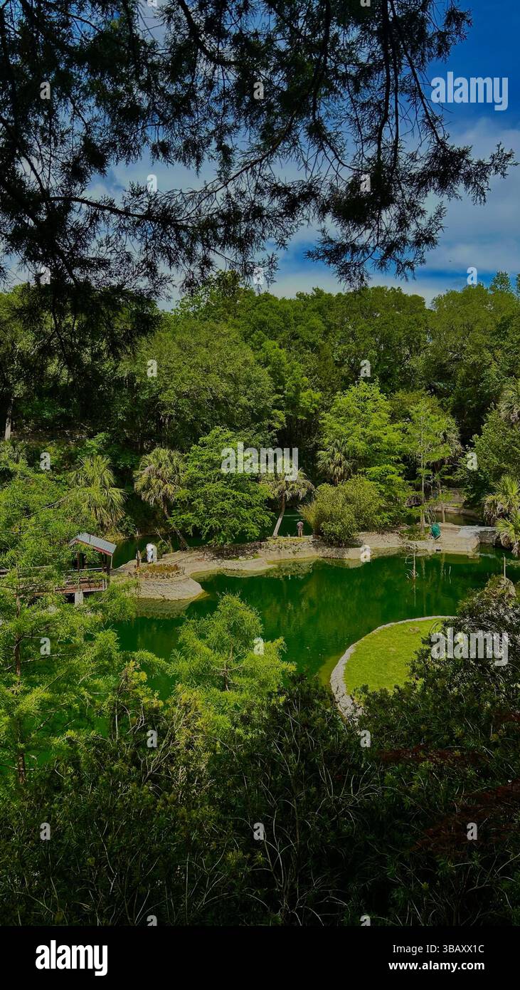 Scenic view of a tranquil lake surrounded by lush green trees at Cedar Woods Botanical Garden - Smartphone Captured Stock Image