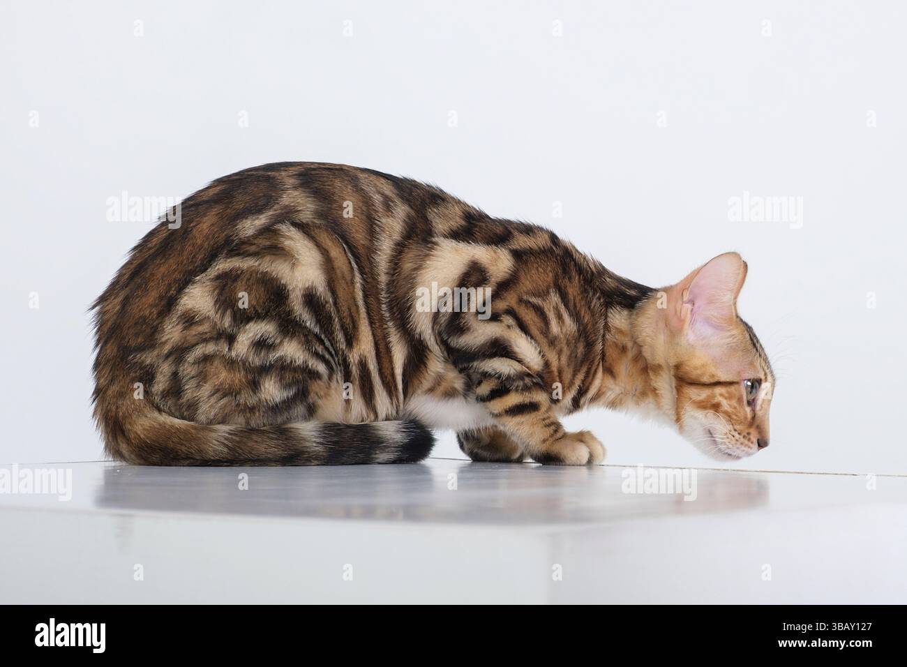 A Bengal cat in a photo studio on a white background sits with its paws and tail tucked between its legs Stock Photo