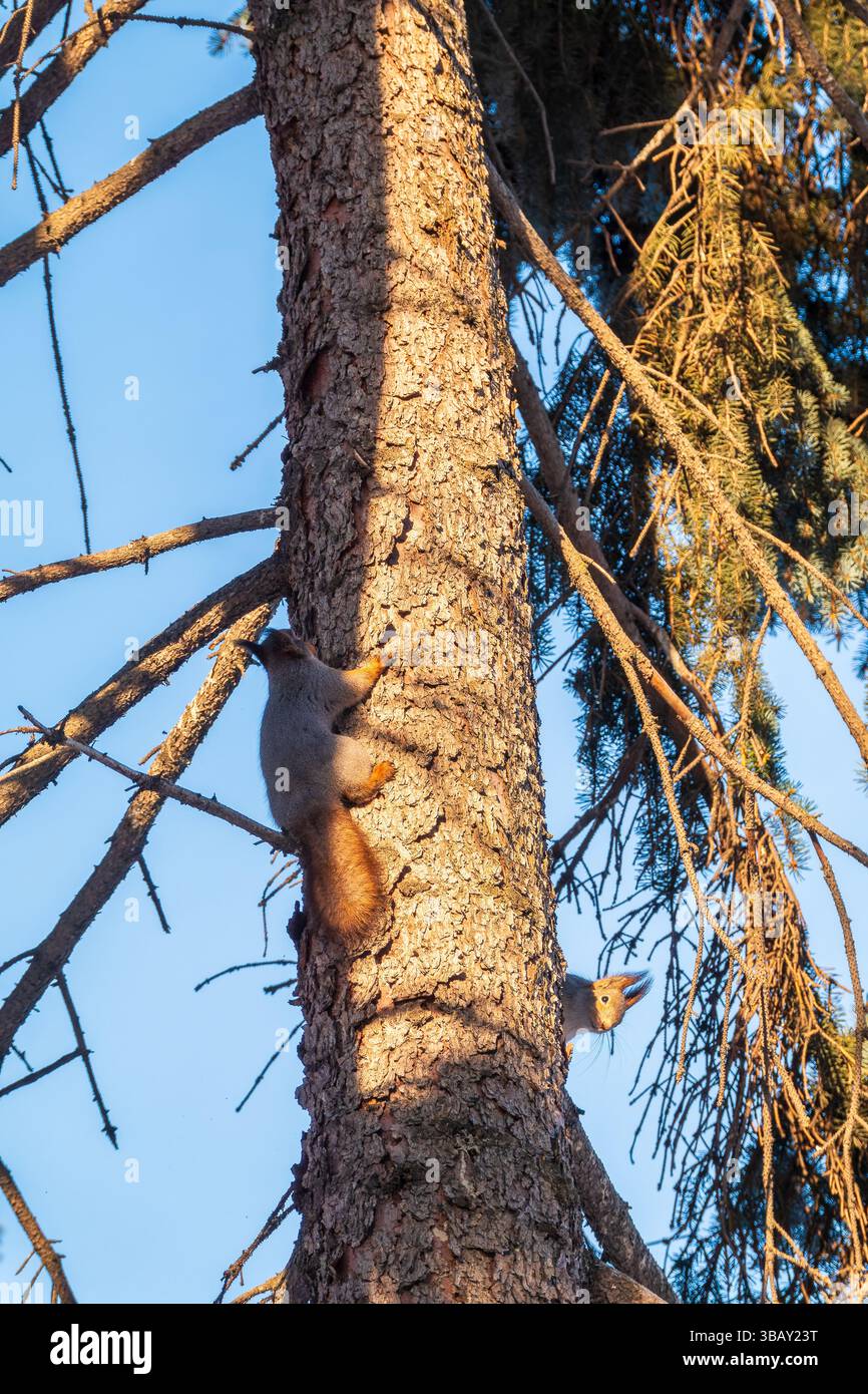 Two squirrels with fluffy tails on the trunk of an old tree. Two Red ...