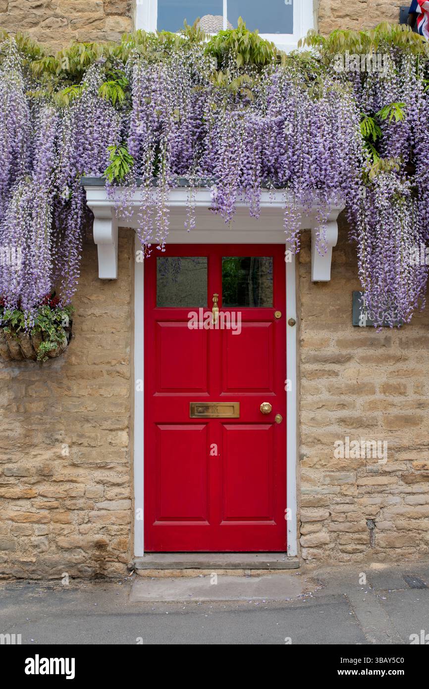 Wisteria floribunda. Japanese wisteria flowering in spring over a red front door in the cotswold town of Charlbury. Oxfordshire, England Stock Photo