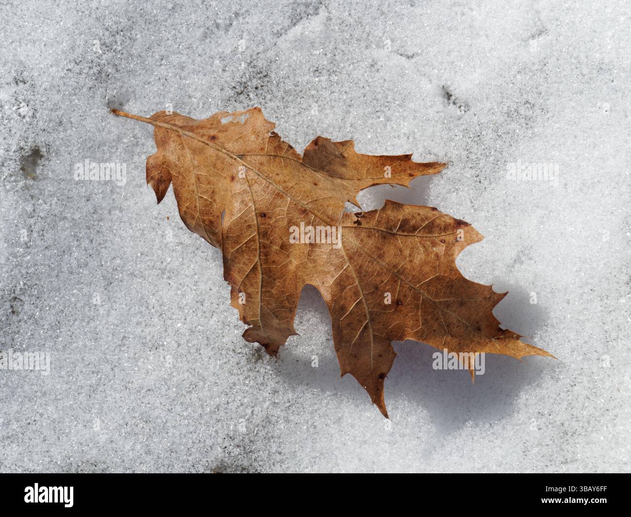 Dry Oak leaf laying on the snow Stock Photo