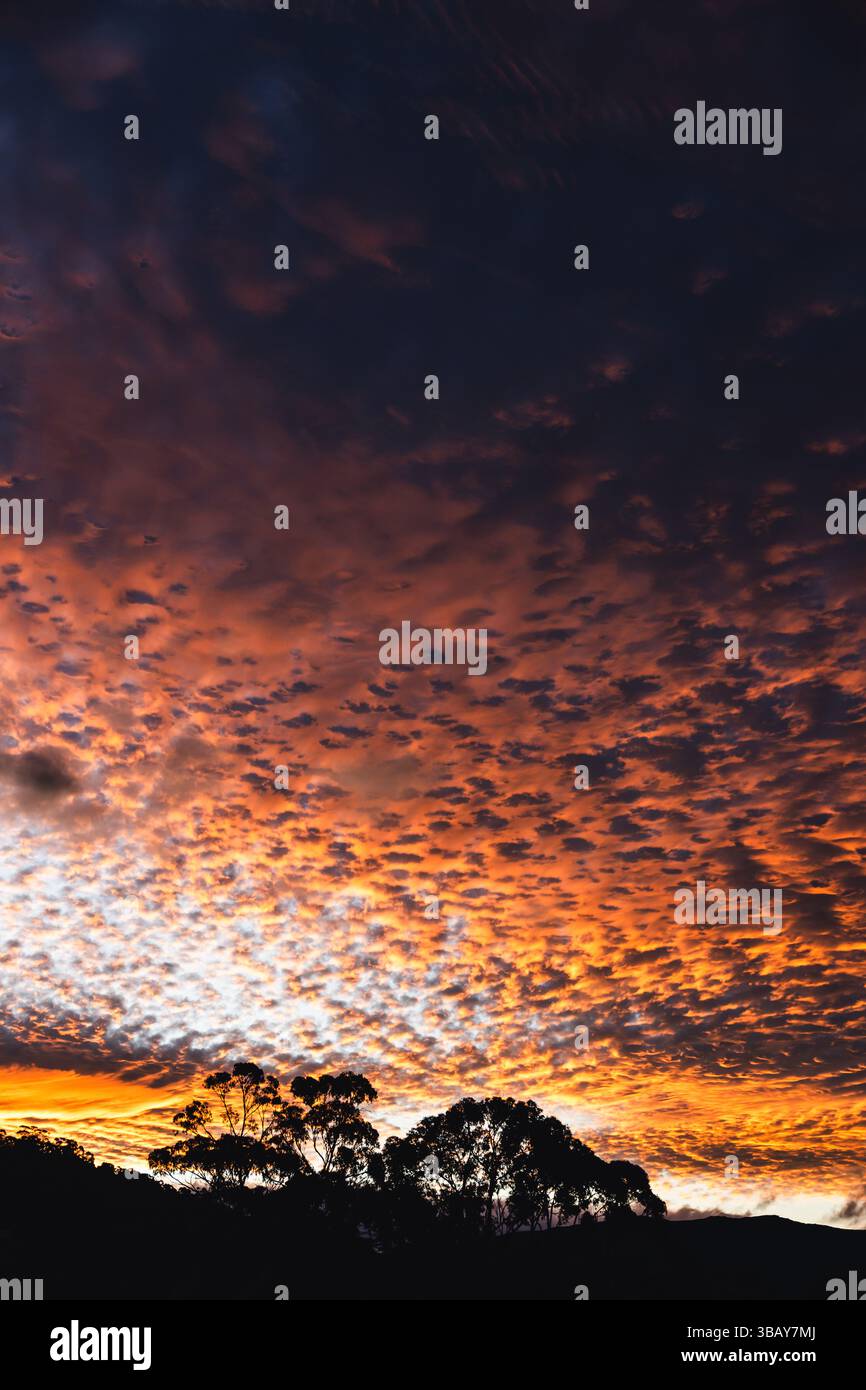 orange sunset in tasmania with silhouette of gum trees and mountain landscape, small fluffy clouds Altocumulus floccus Stock Photo