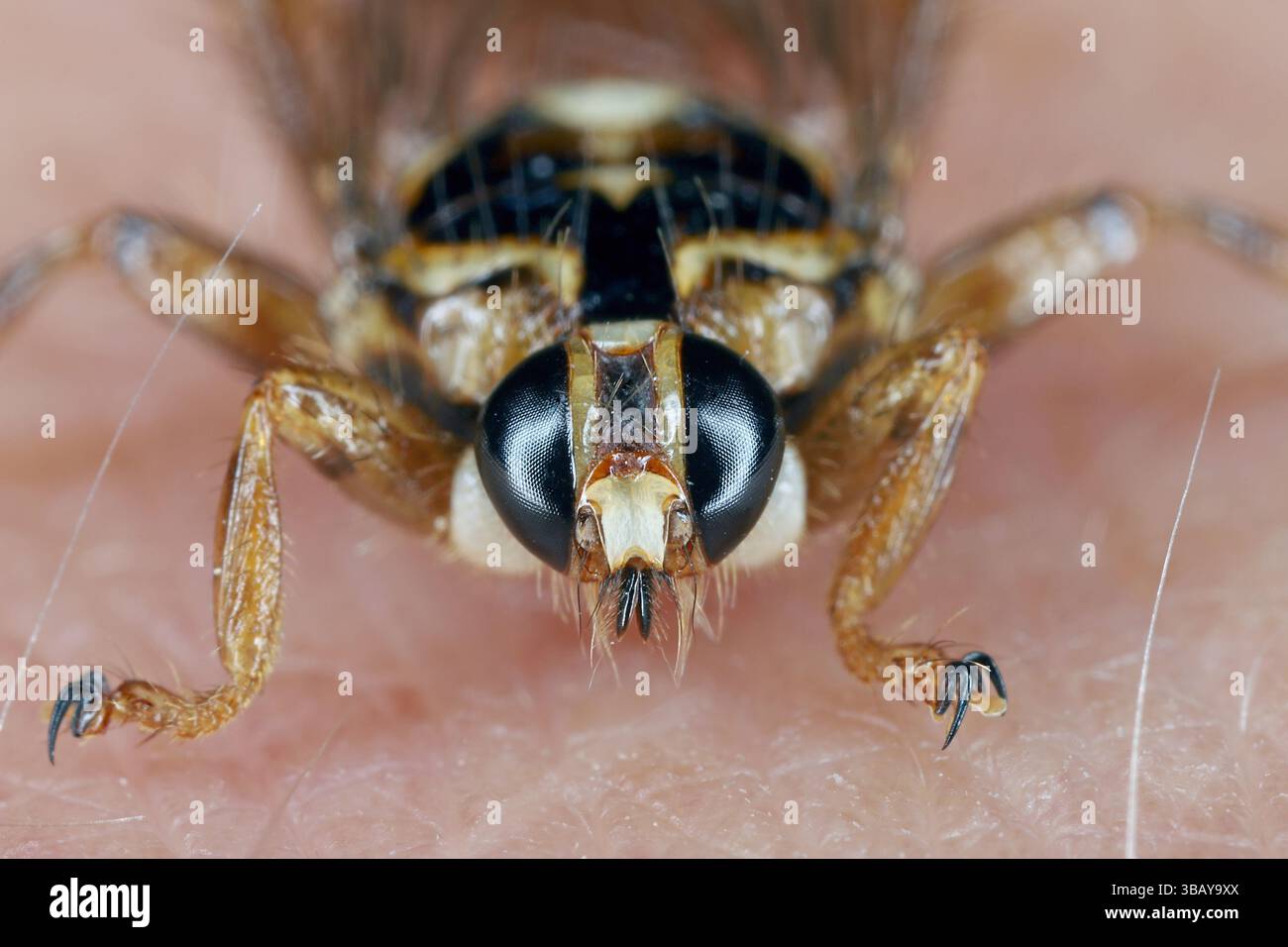 Close-up of the head of New Forest fly (Hippobosca equina). A parasite ...