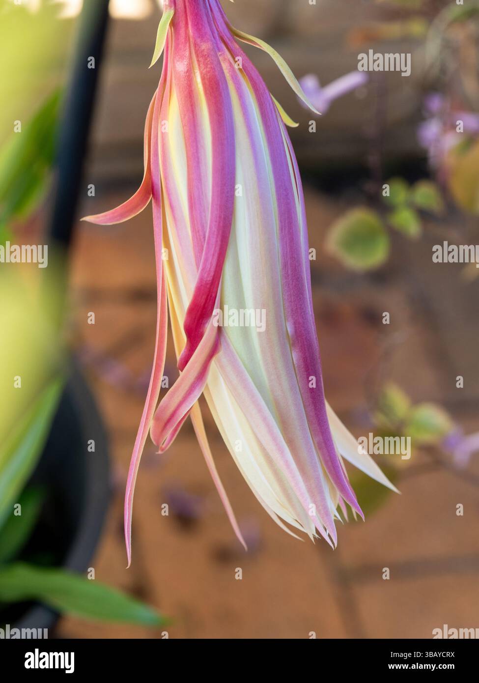 Epiphyllum chrysocardium hi-res stock photography and images - Alamy