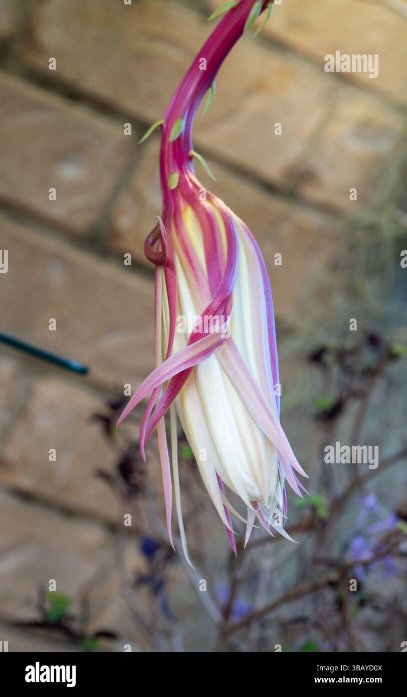 Fern Leaf Cactus Flower bud, pink outer and white petals giving a ...