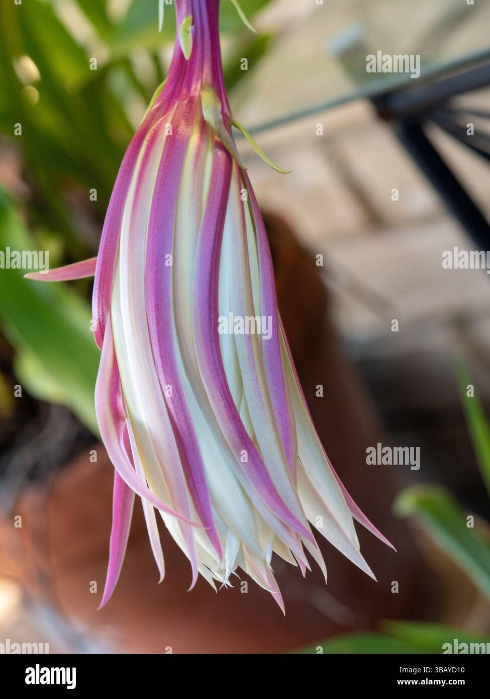Epiphyllum chrysocardium hi-res stock photography and images - Alamy