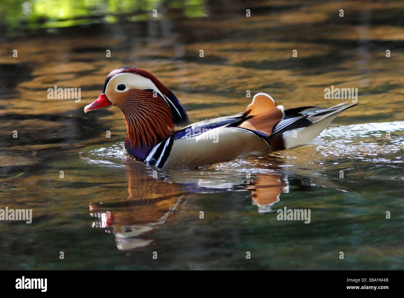 MANDARIN DUCK (Aix galericulata) male swimming and reflected in a river ...