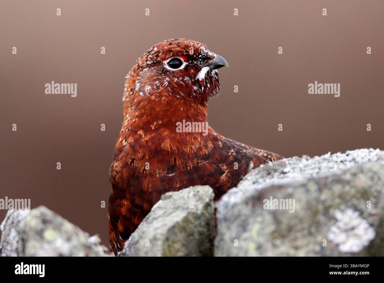 RED GROUSE (Lagopus lagopus scoticus) looking over the top of a dry stone wall, Scotland, UK. Stock Photo