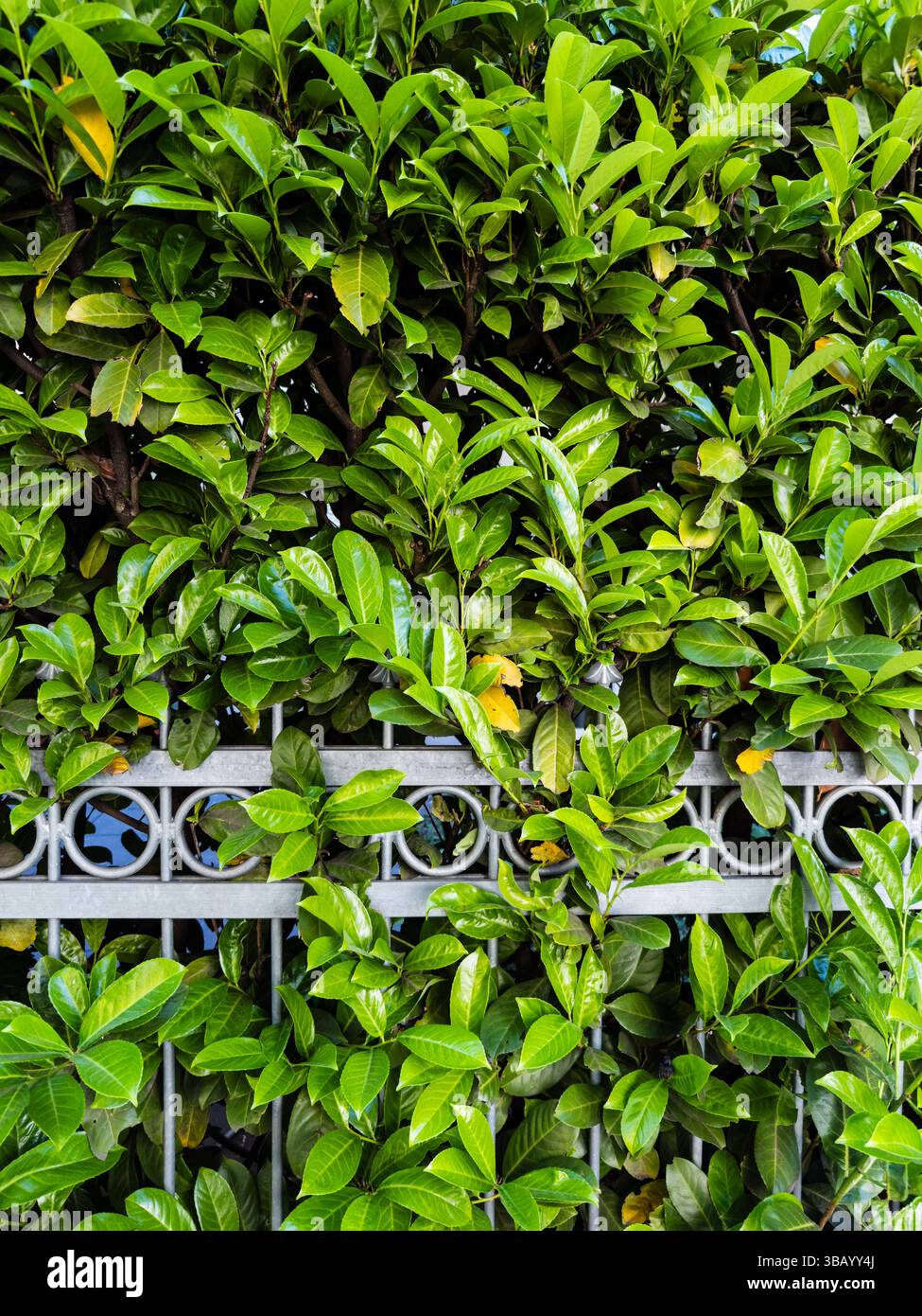Pontische lorbeer kirsche hi-res stock photography and images - Alamy