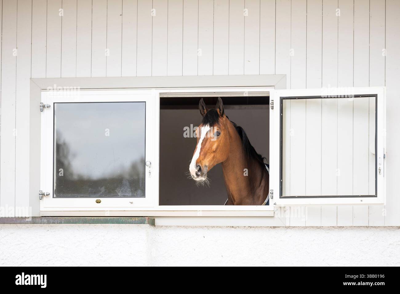 Warmblood. Bay adult looking out from its box. Germany Stock Photo