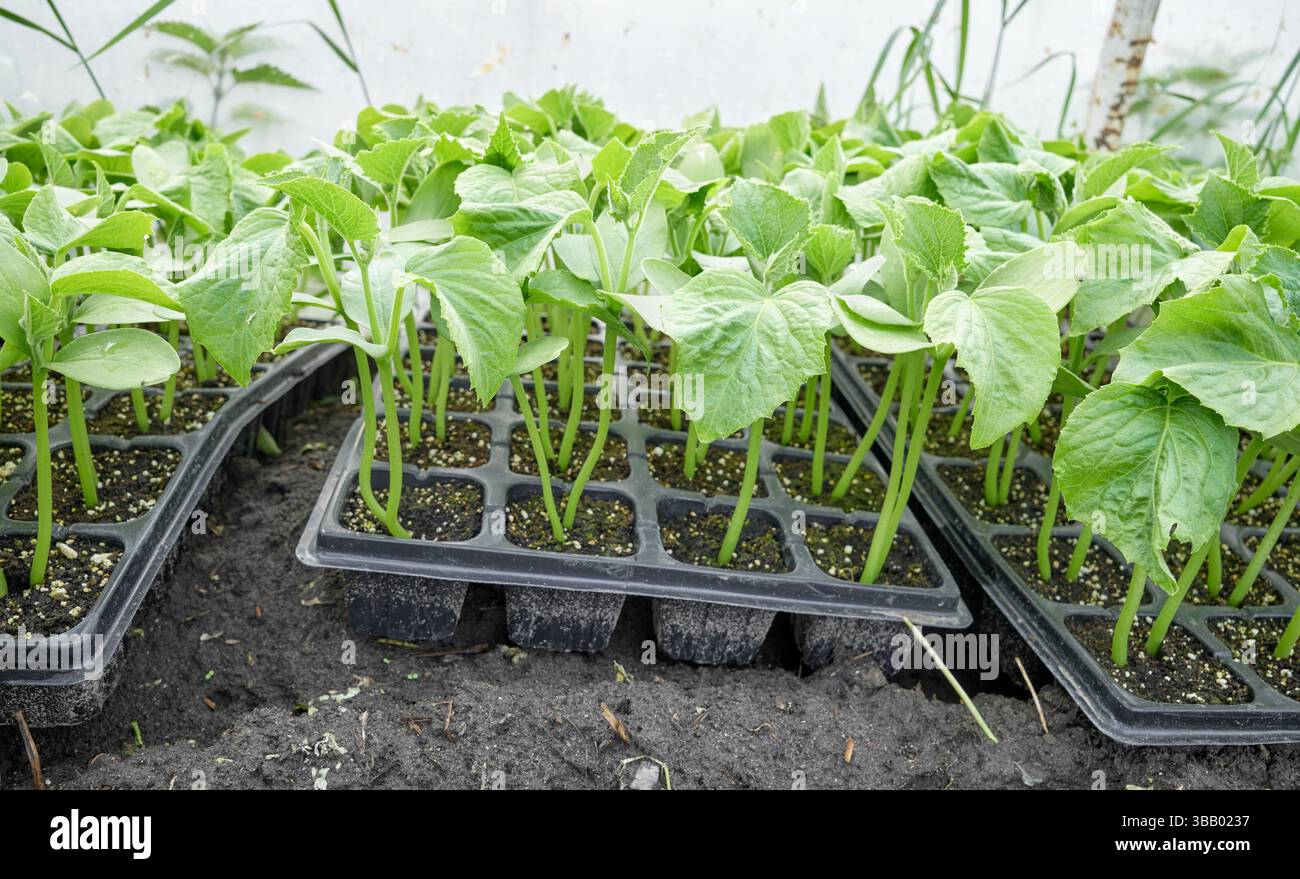 Organic seedlings grown in tray, selective focus. Stock Photo
