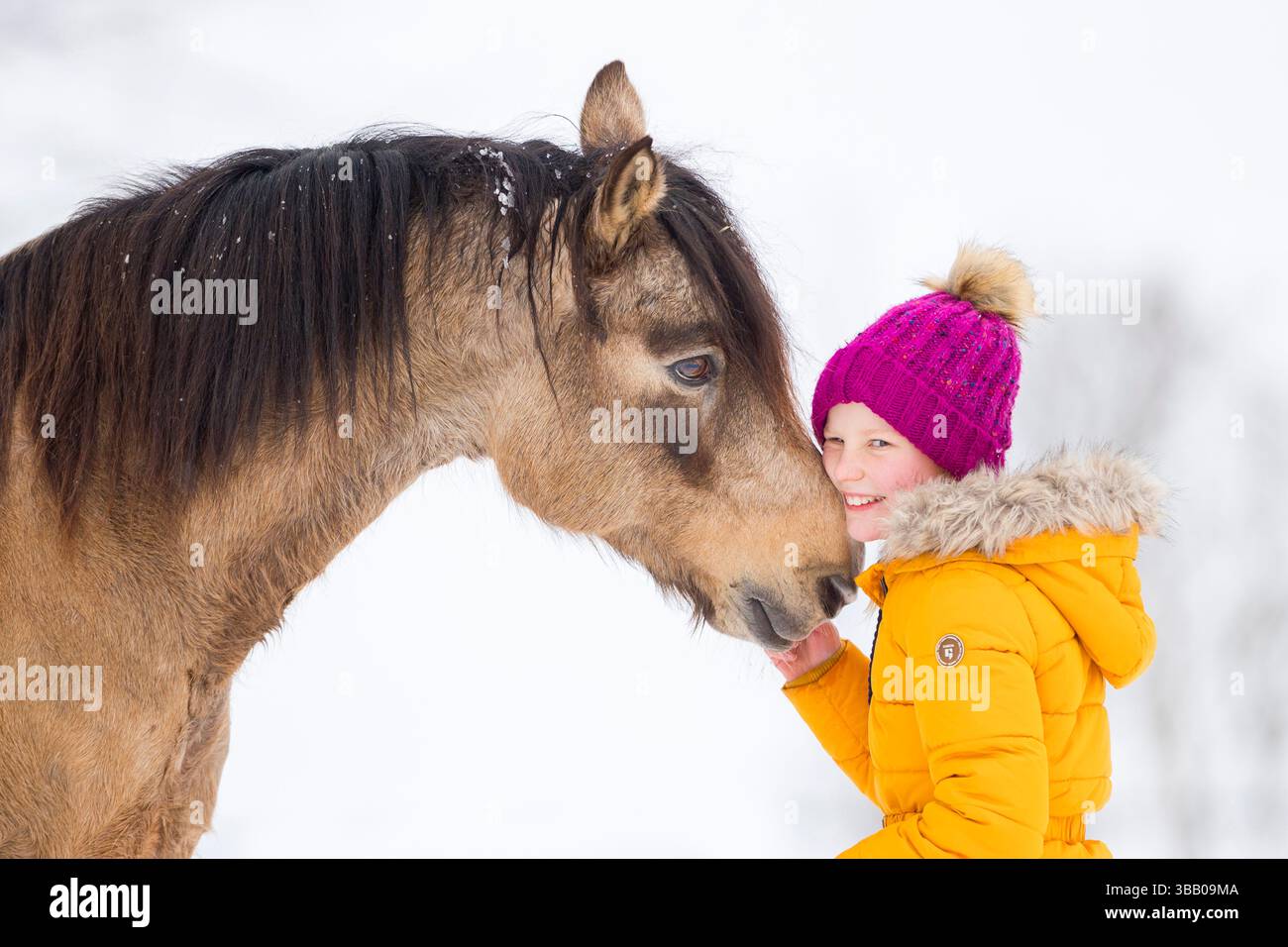German Riding Pony. Little girl smooching with dun gelding. Austria ...