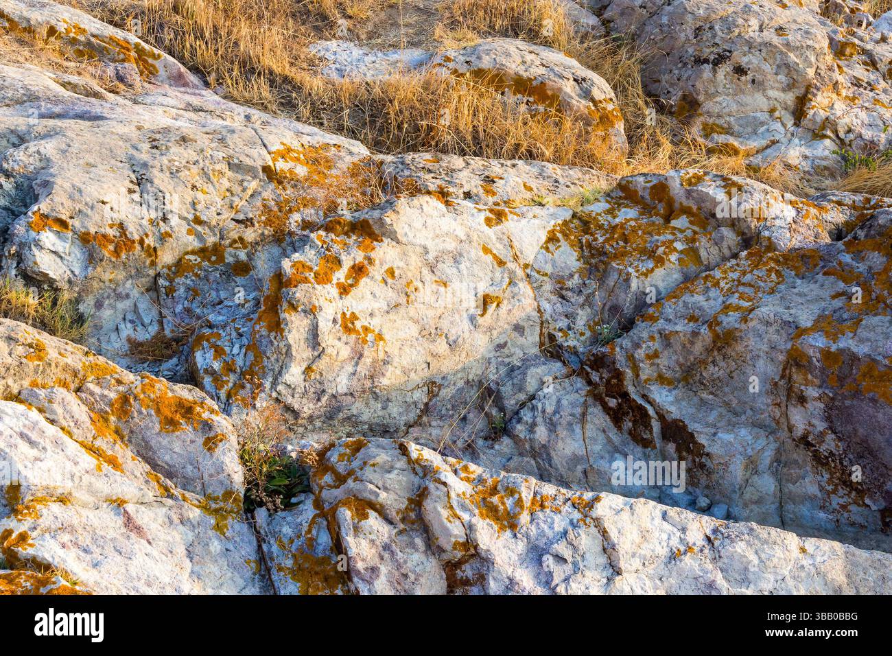natural sea rock texture. dry grass on the boulder. outdoor background of sandstone surface in morning light. closeup of rough stone on coast terrain Stock Photo
