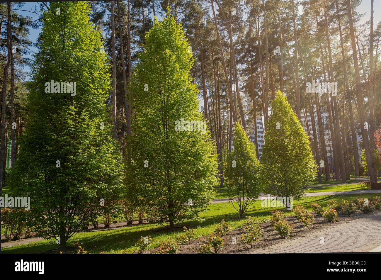Alleys of various trees in a city park on a clear day Stock Photo - Alamy