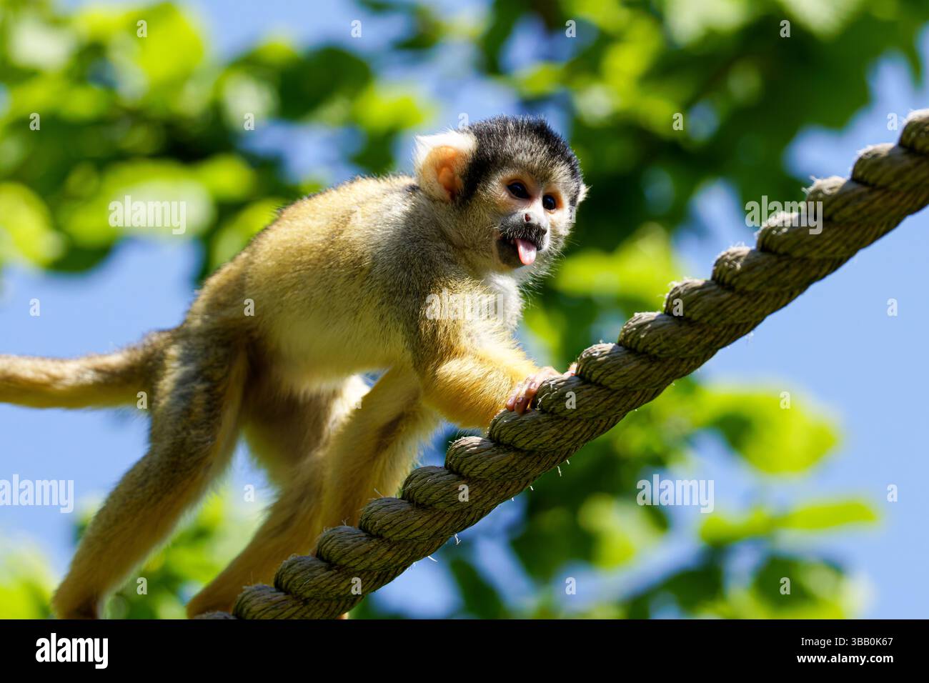 A squirrel monkey climbing on a rope against a bright blue sky and ...