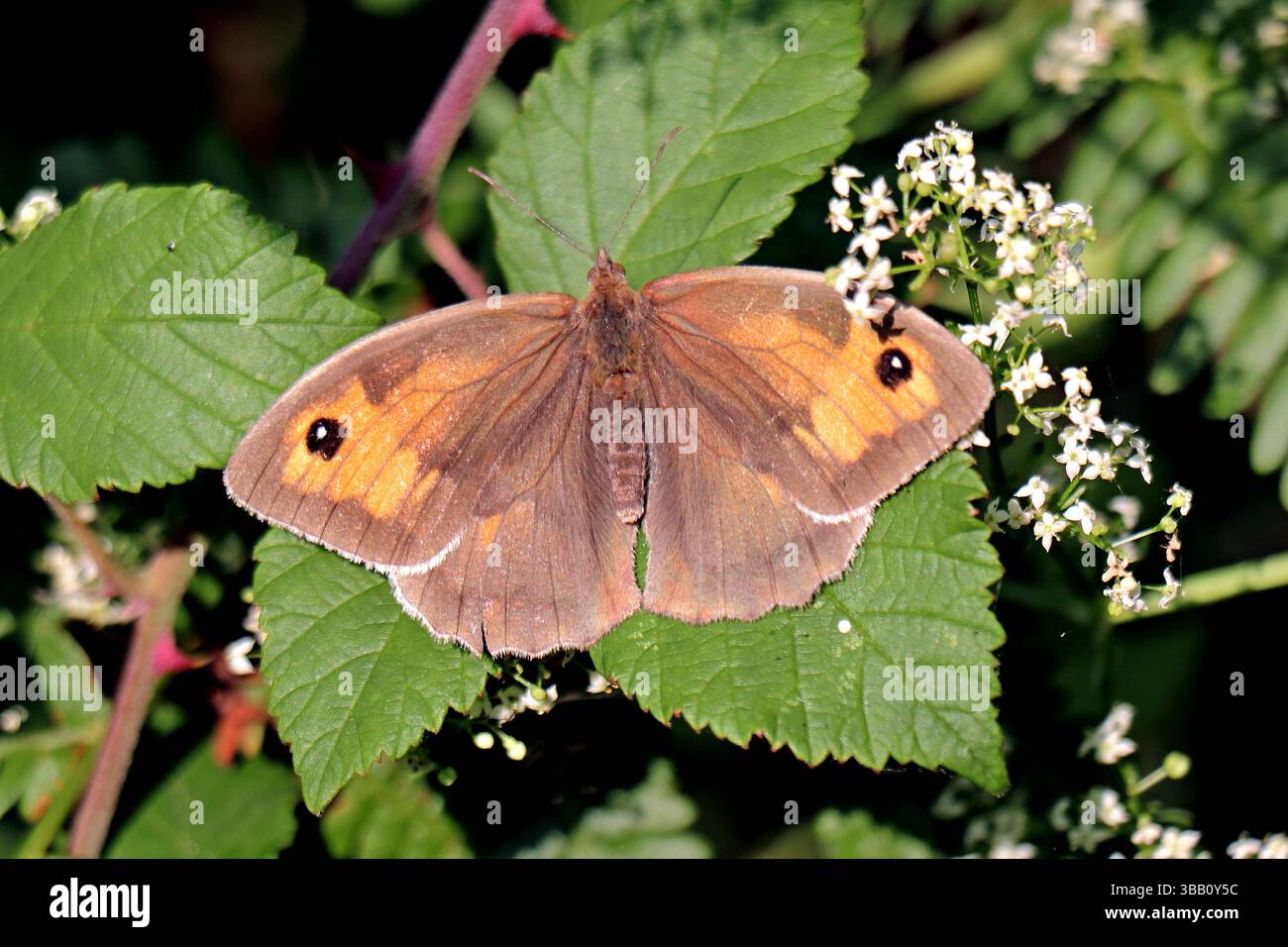 Insect realm hi-res stock photography and images - Alamy