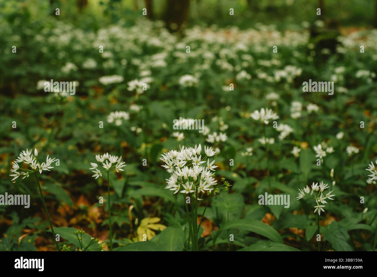 Wild Ransom's Ransoms people hi-res stock photography and images - Alamy