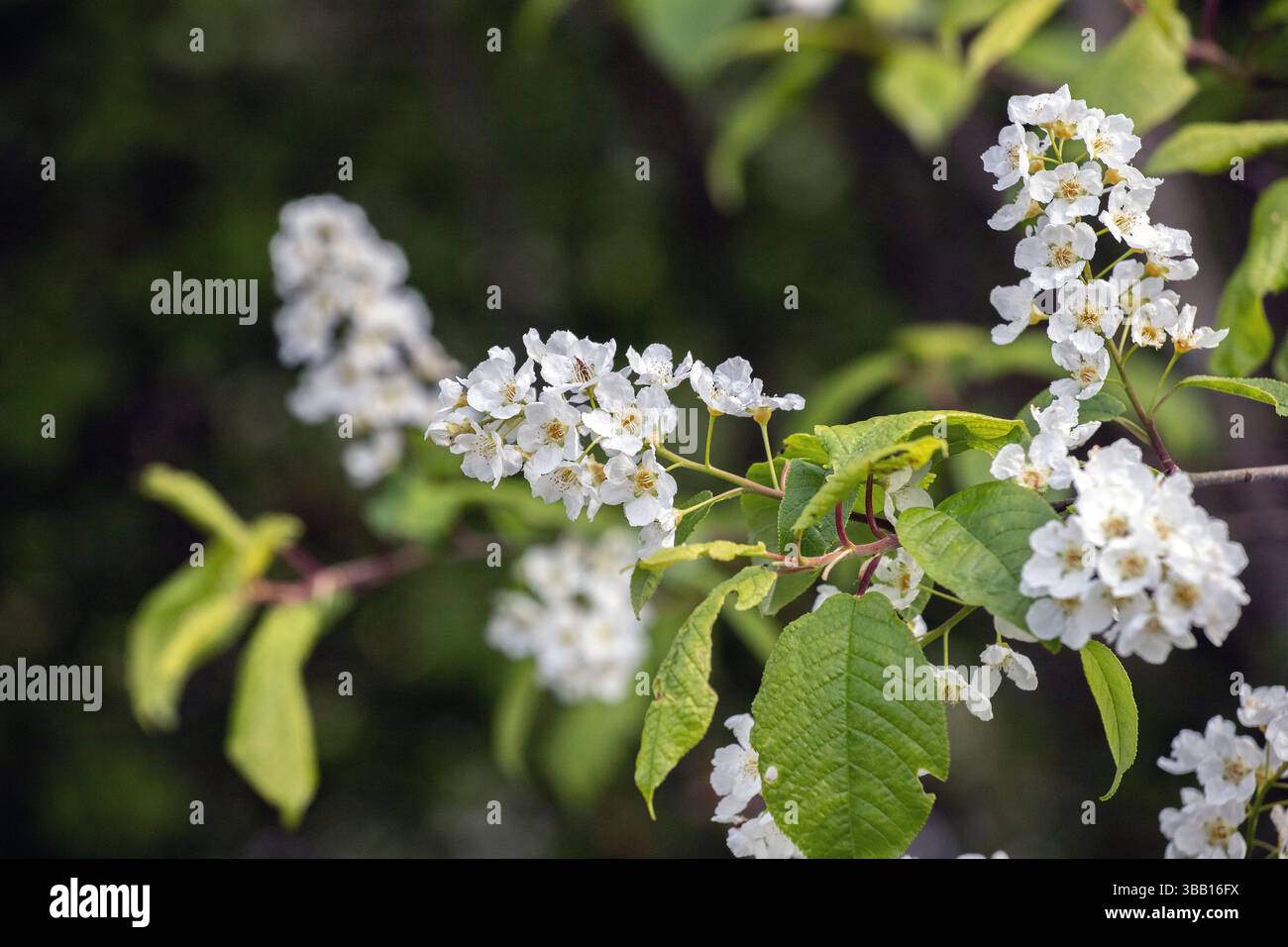 Spring flowers of white bird cherry blossom in may Stock Photo