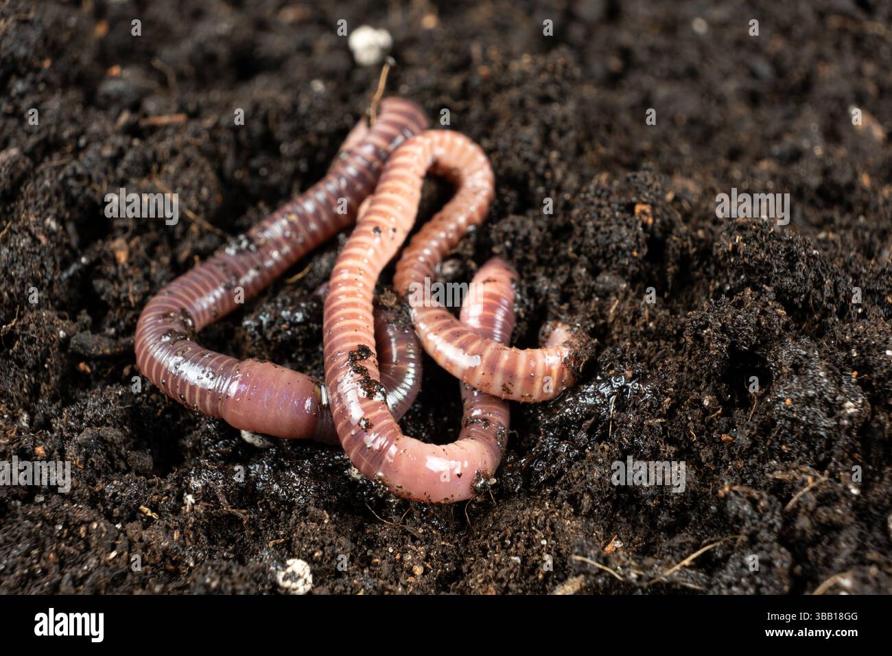 Earthworms on Soil Close-Up Macro View Stock Photo
