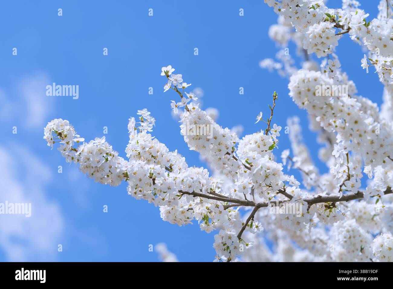Delicate white cherry blossoms bloom vibrantly against a bright blue sky, capturing the essence of spring. This natural display adds charm and tranqui Stock Photo