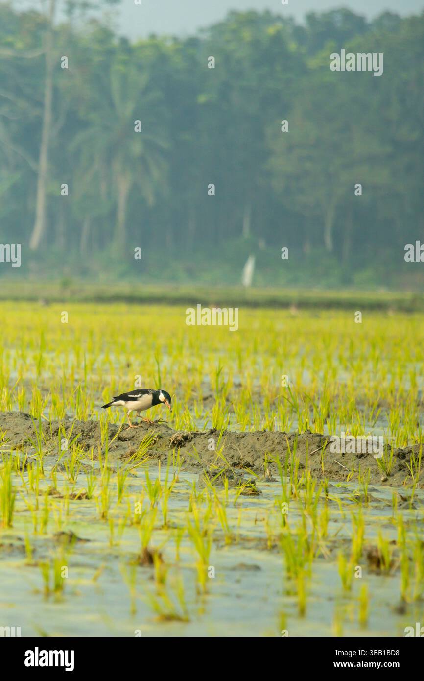 A common myna sits in a rice field, its yellow wing patches and bright beak contrasting with its brown body. Alert and still, it scans its surrounding Stock Photo