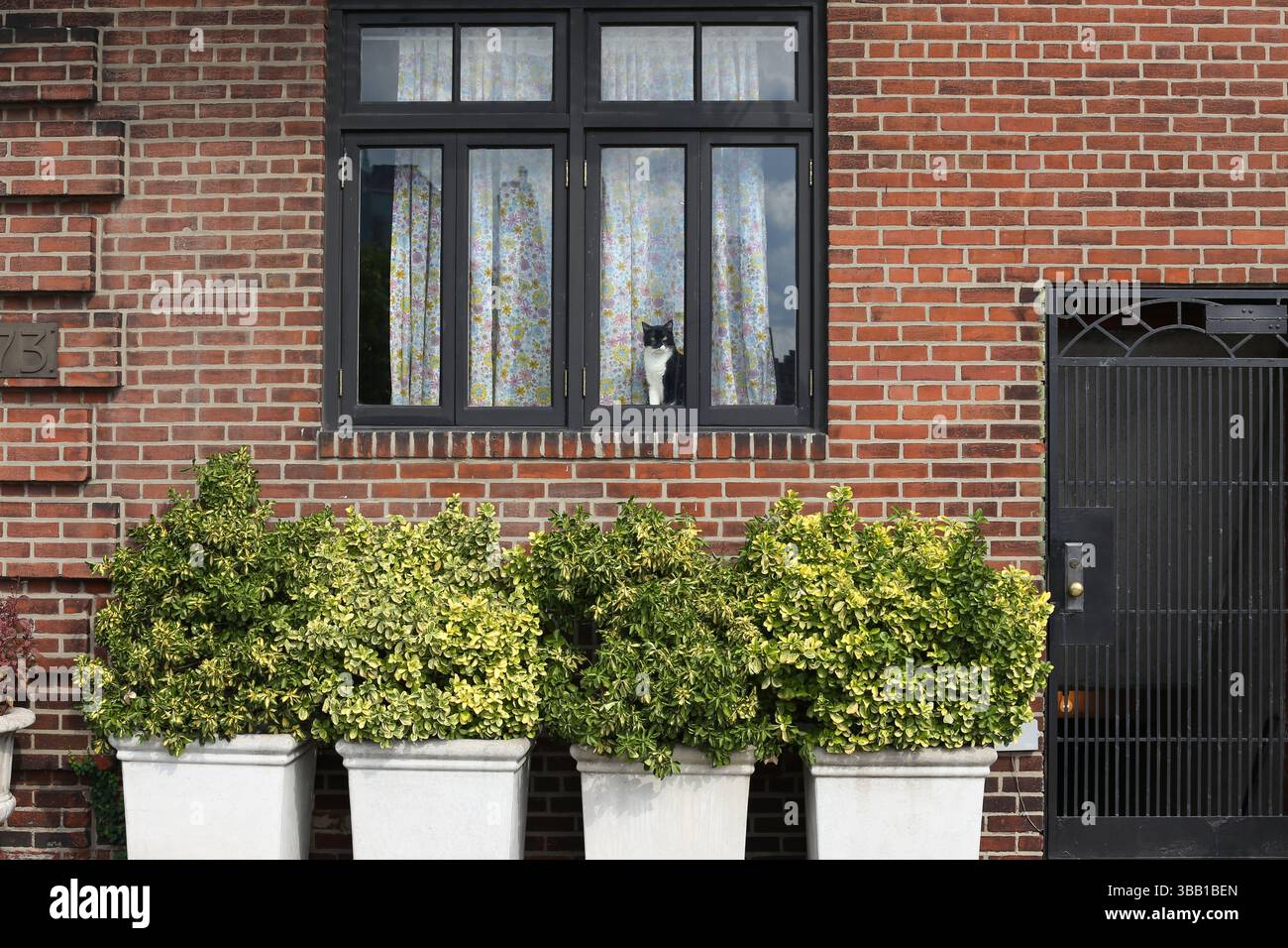 Philadelphia, USA – July 20, 2013: A cat looks out from a window above five large potted shrubs in front of a brick house. Stock Photo