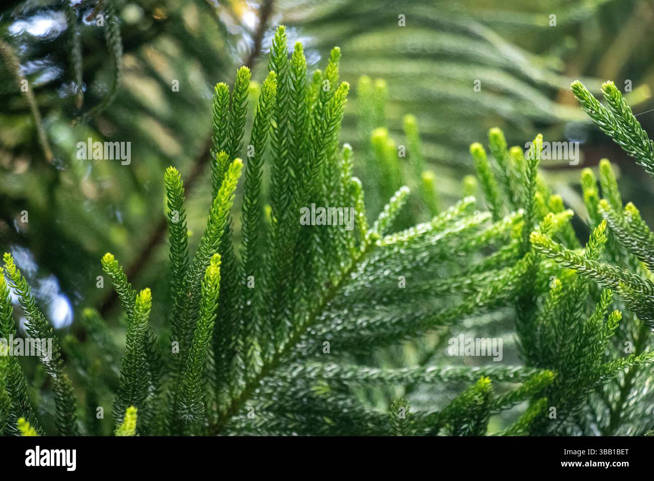 Cook Pine Araucaria columnaris, Cook pine, Coral reef. Native to New Caledonia ...
