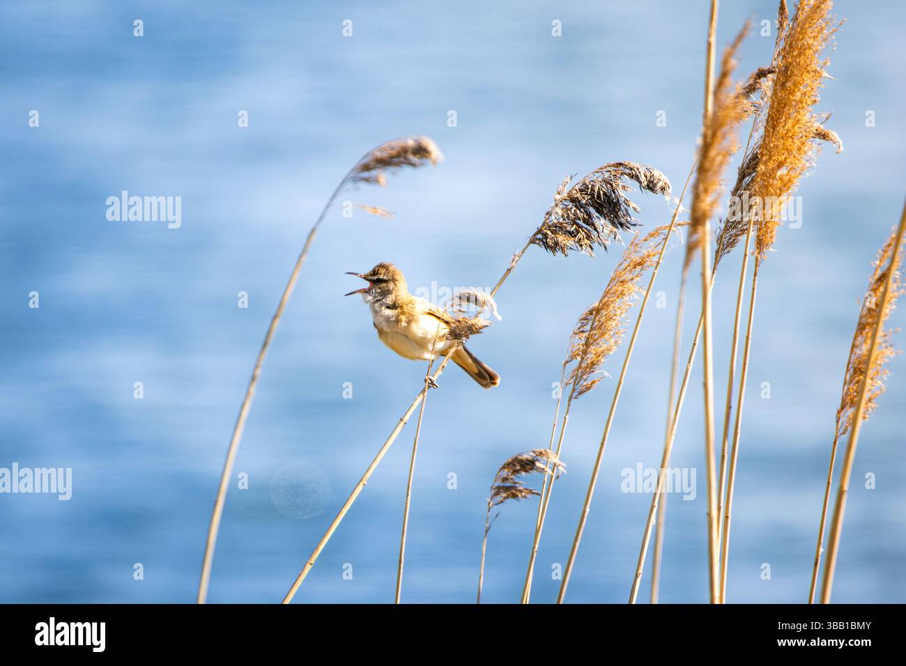 Great reed warbler calling from tall reed stems – bird song above the waterline Stock Photo