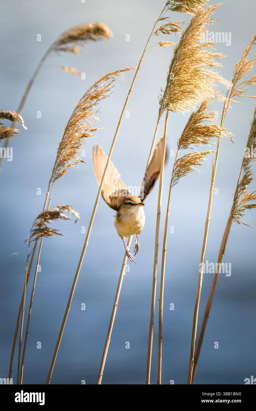 Great reed warbler calling from tall reed stems – bird song above the waterline Stock Photo