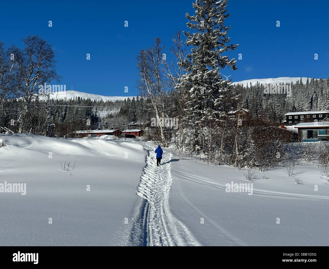 A pristine winter scene in north of Sweden with snow-laden trees under a bright blue sky, creating a peaceful atmosphere. - Smartphone Captured Stock Image