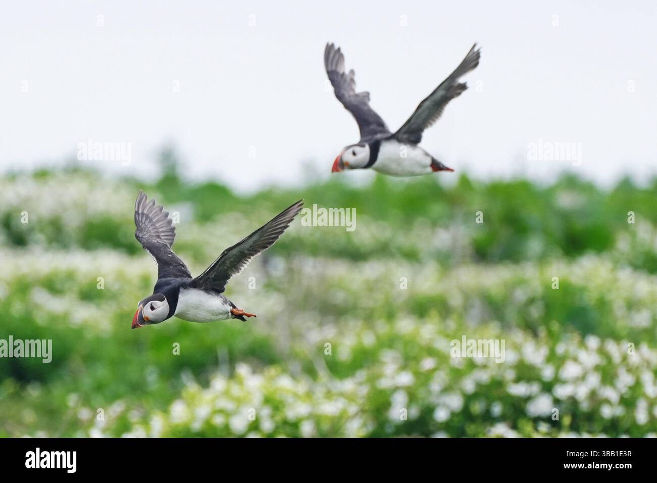 Puffins fly on Inner Farne, Northumberland, during the second ...
