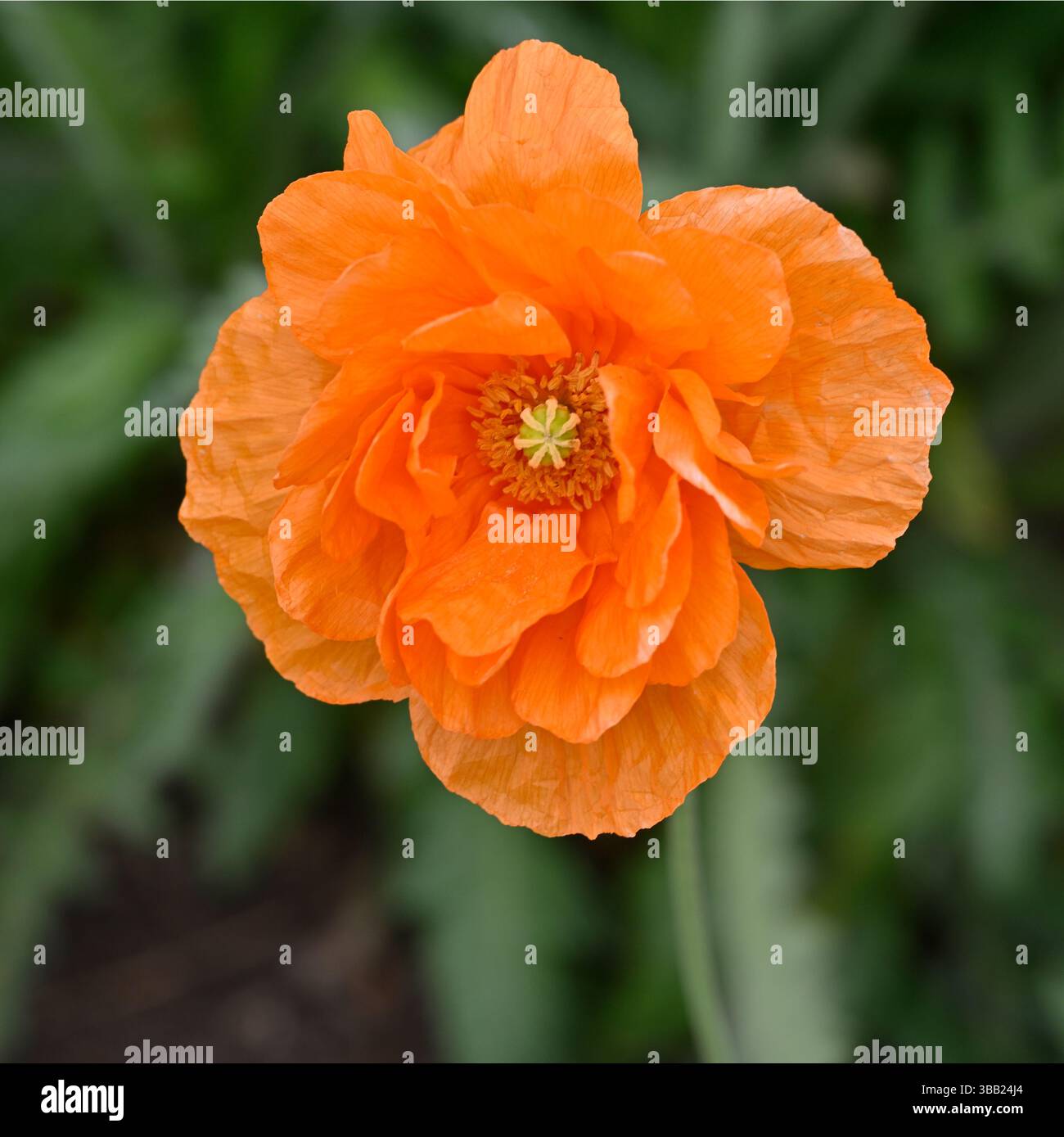 Bright orange, early summer flower of papaver rupifragum or Spanish ...