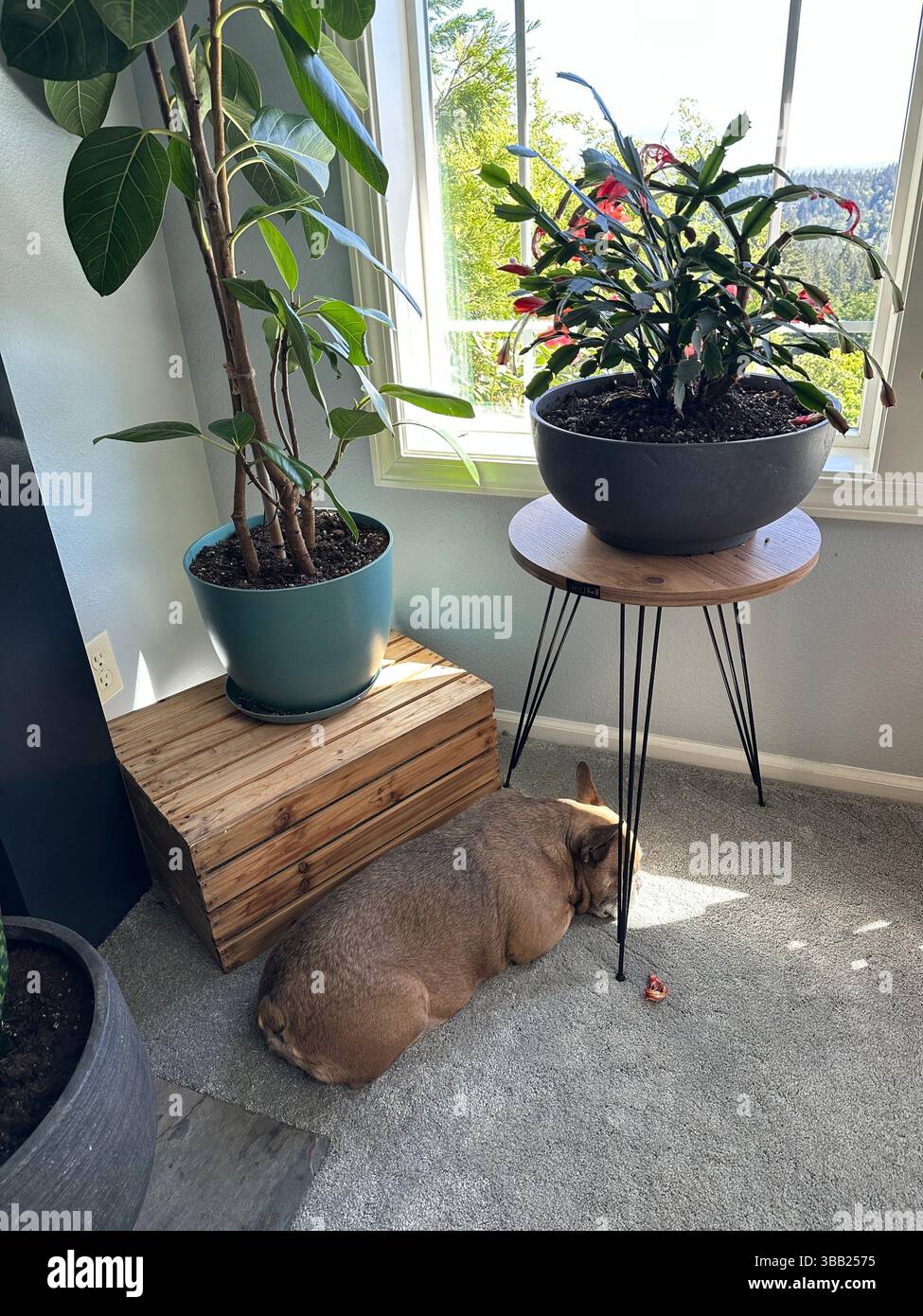 A brown French Bulldog asleep in a spot of sun in the living room of a home, surrounded by windows and houseplants. - Smartphone Captured Stock Image