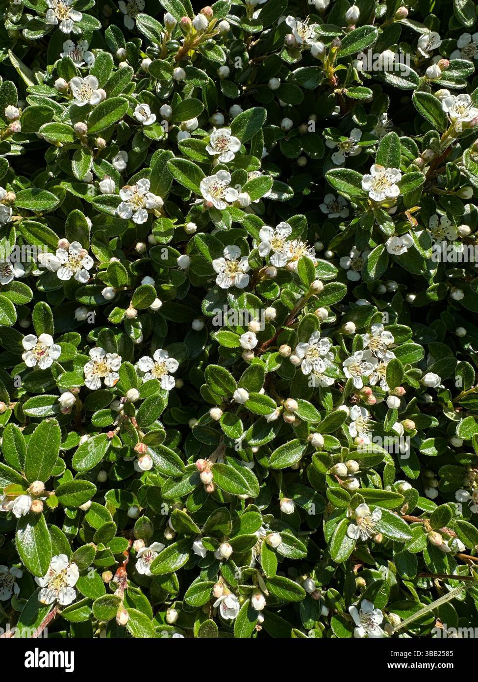 Cotoneaster x suecicus - Swedish Cotoneaster. - Smartphone Captured Stock Image