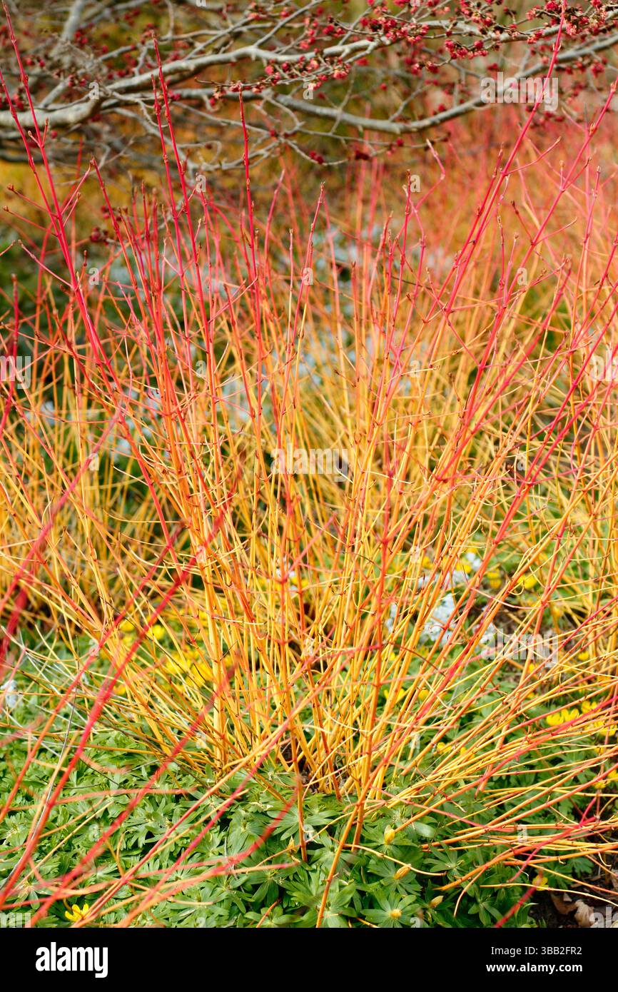 Midwinter fire cornus sanguinea hi-res stock photography and images - Alamy
