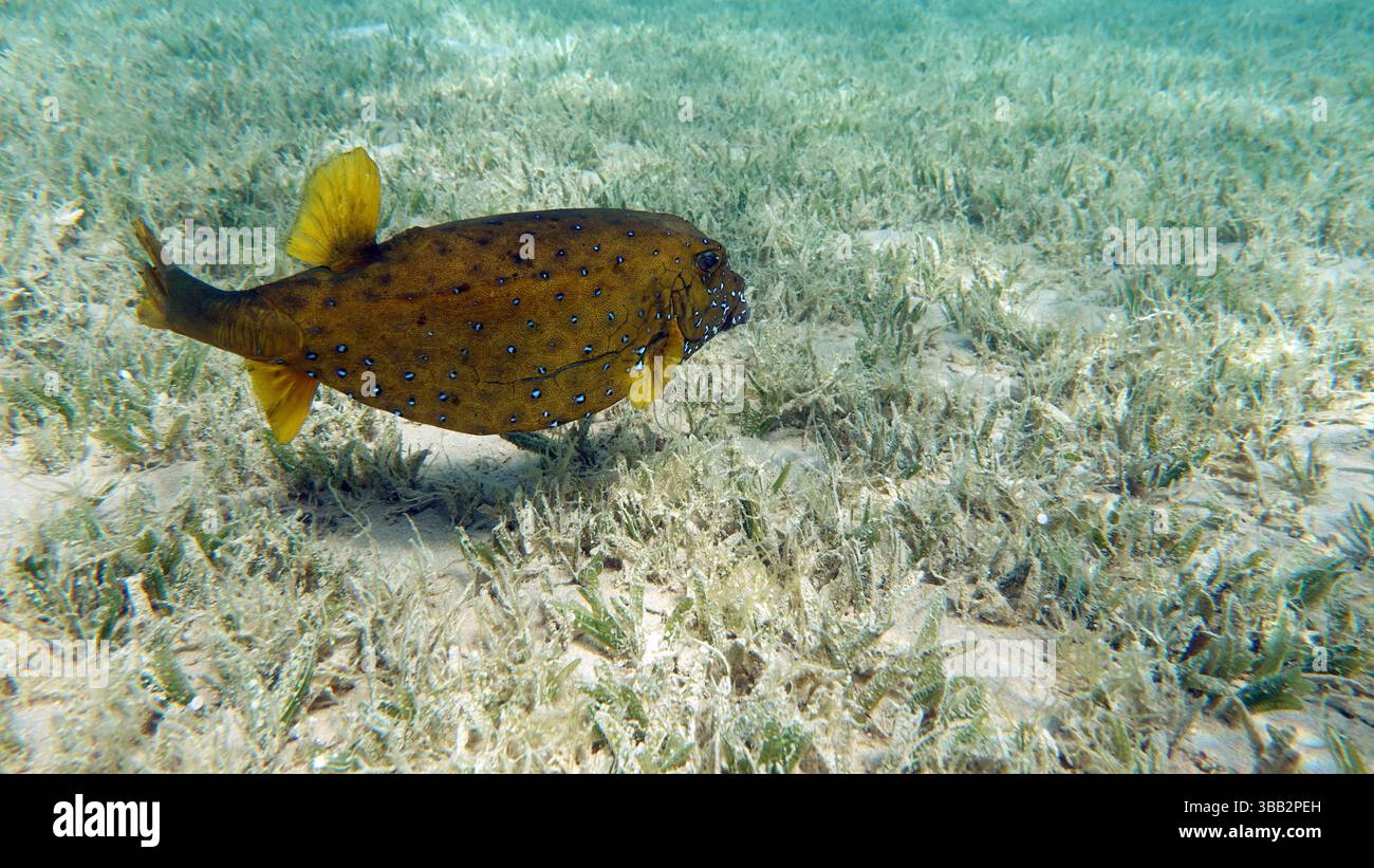 Colorful tropical fish on a coral reef, amazingly beautiful fairy world ...