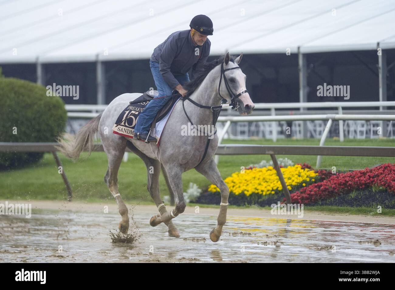 May 14, 2025; Baltimore, MD, USA; Preakness Stakes entry, Sandman Will 2025 Preakness Only Be Outside Pimlico